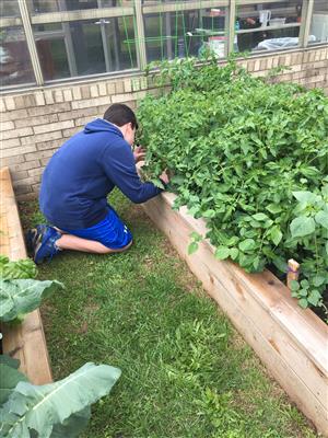 Garden Club Vegetable Beds 1 